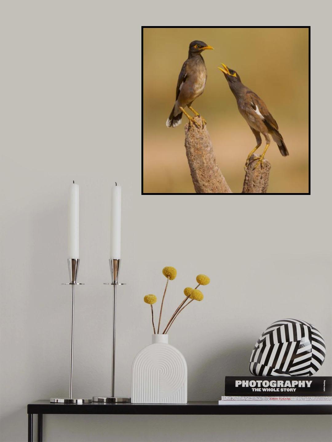 Common Mynas Poster och Canvastavla