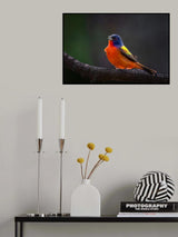 Painted Bunting Singing Poster och Canvastavla