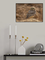 Little Owl Poster och Canvastavla