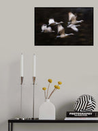 Sandy Cranes' flying motion Poster och Canvastavla