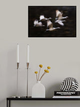 Sandy Cranes' flying motion Poster och Canvastavla