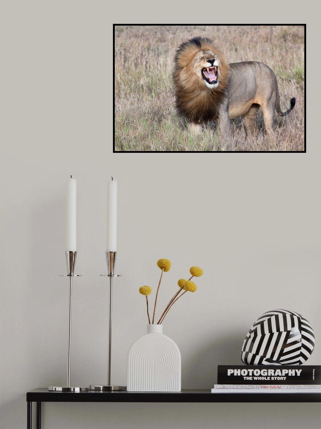 Lion Poster och Canvastavla