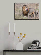 Lion Poster och Canvastavla