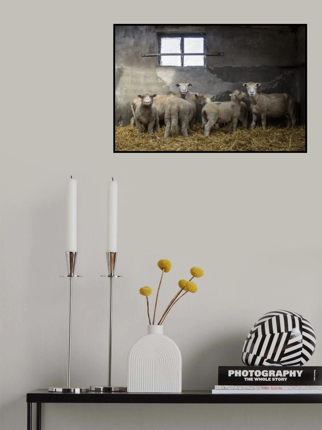 Sheep-ish Poster och Canvastavla