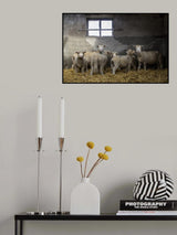Sheep-ish Poster och Canvastavla