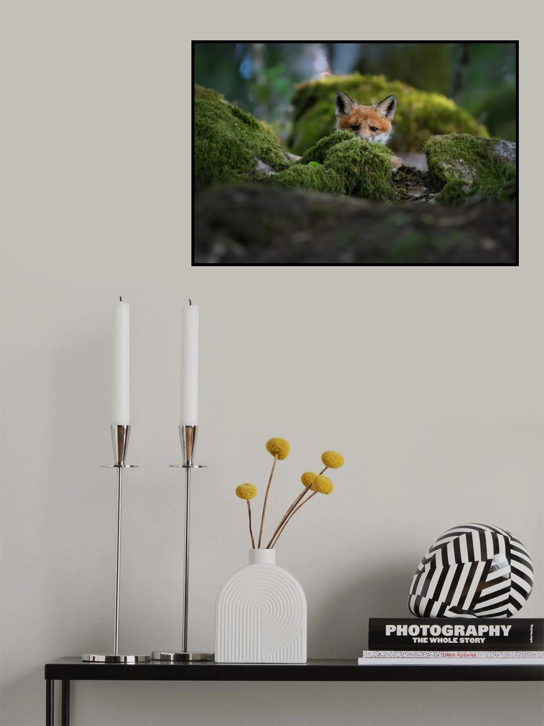 Curious fox Poster och Canvastavla