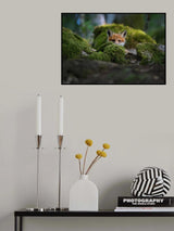 Curious fox Poster och Canvastavla
