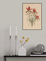 Indian Paintbrush (1883) Poster och Canvastavla