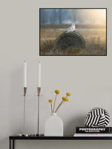 Snowy Owl Poster och Canvastavla