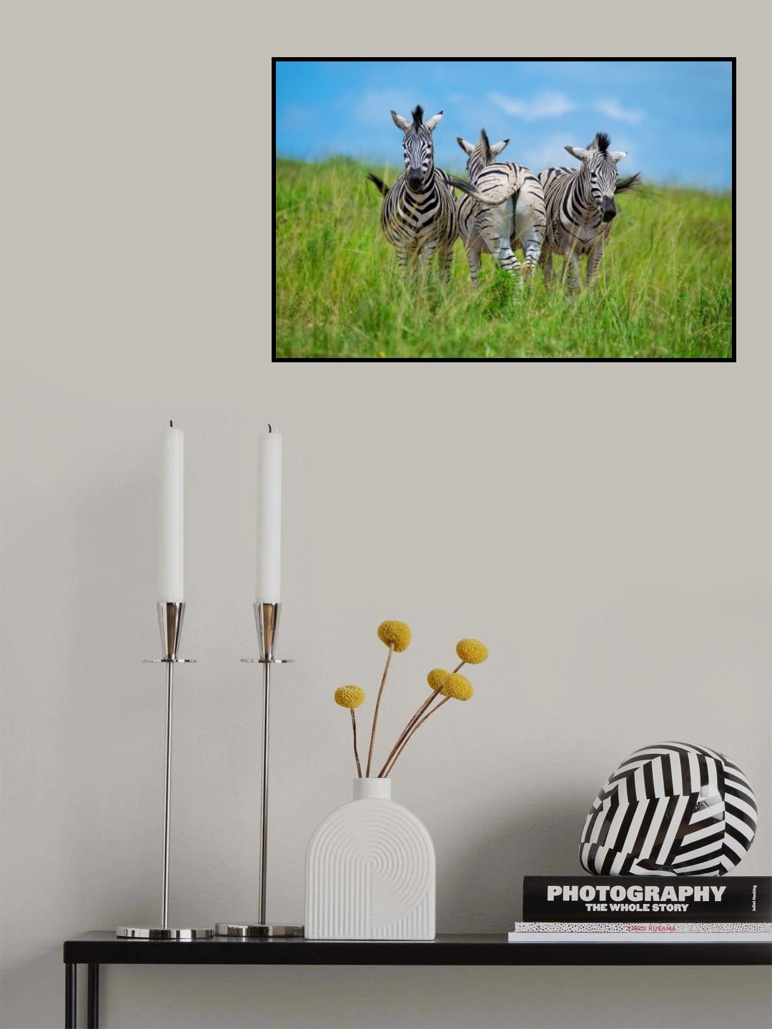 curious / annoyed / curious Poster och Canvastavla
