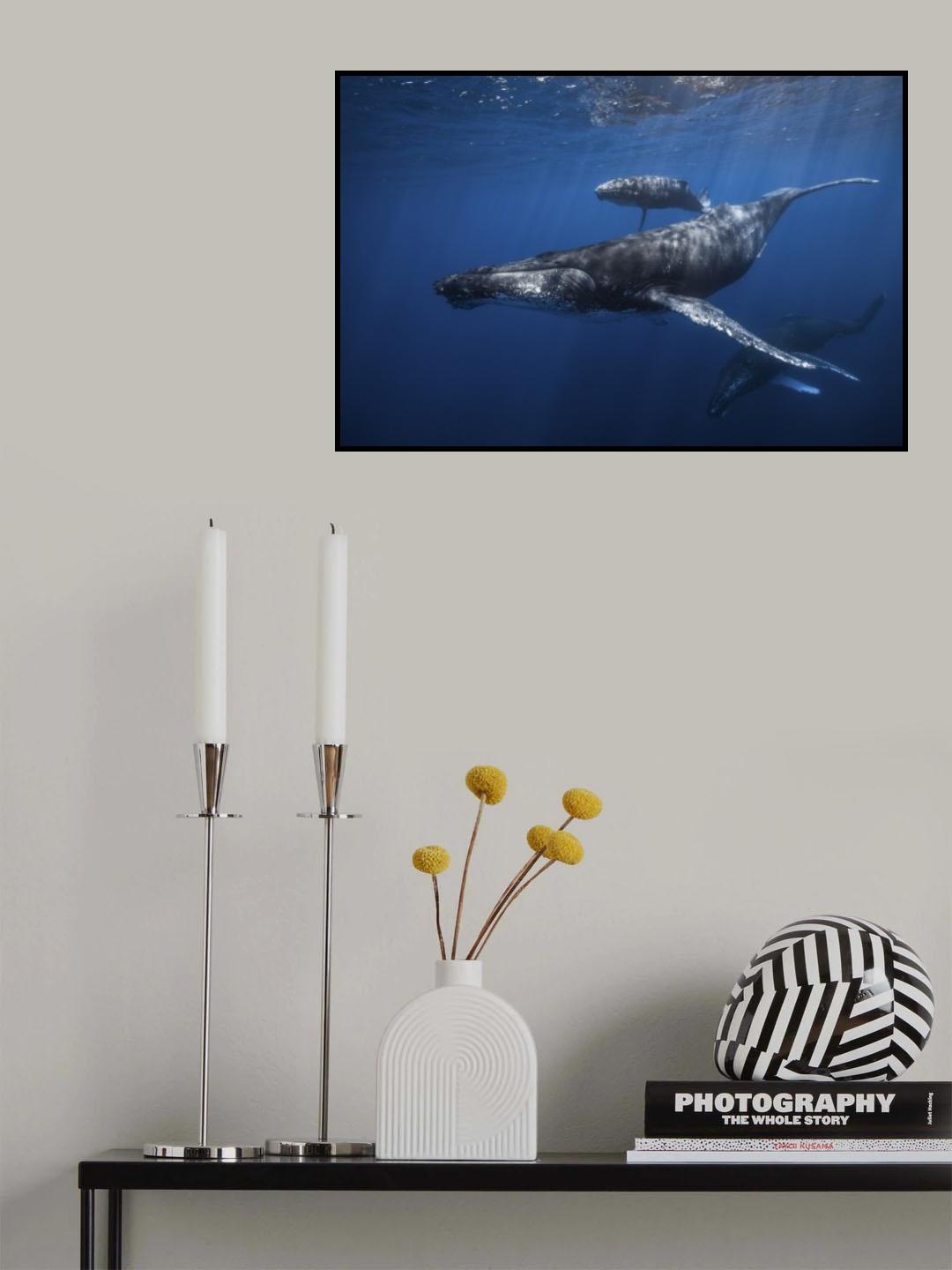 Humpback whale family's Poster och Canvastavla
