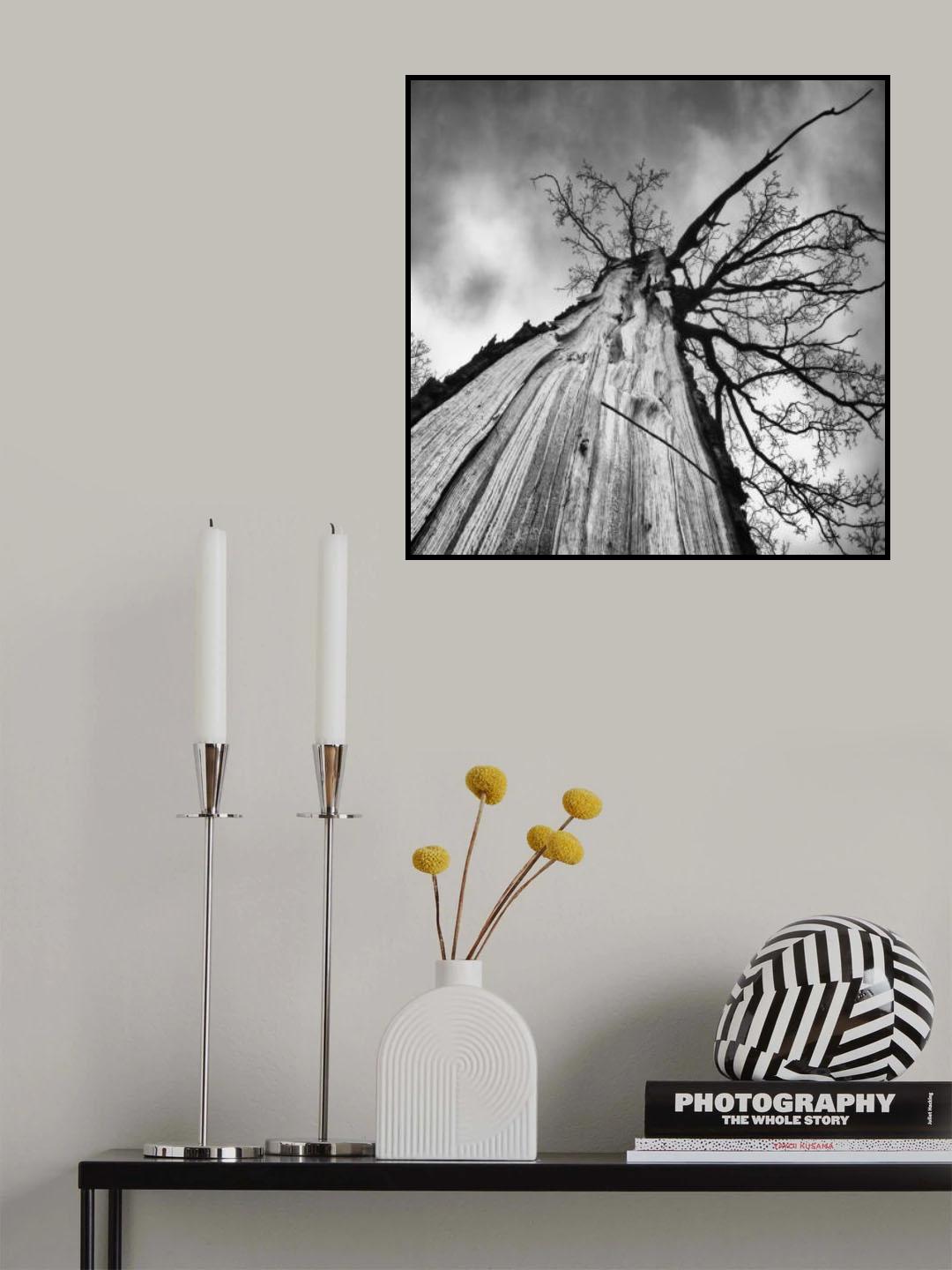 Heart of a tree Poster och Canvastavla