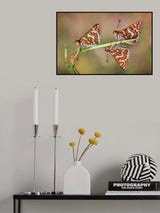 Trio Poster och Canvastavla