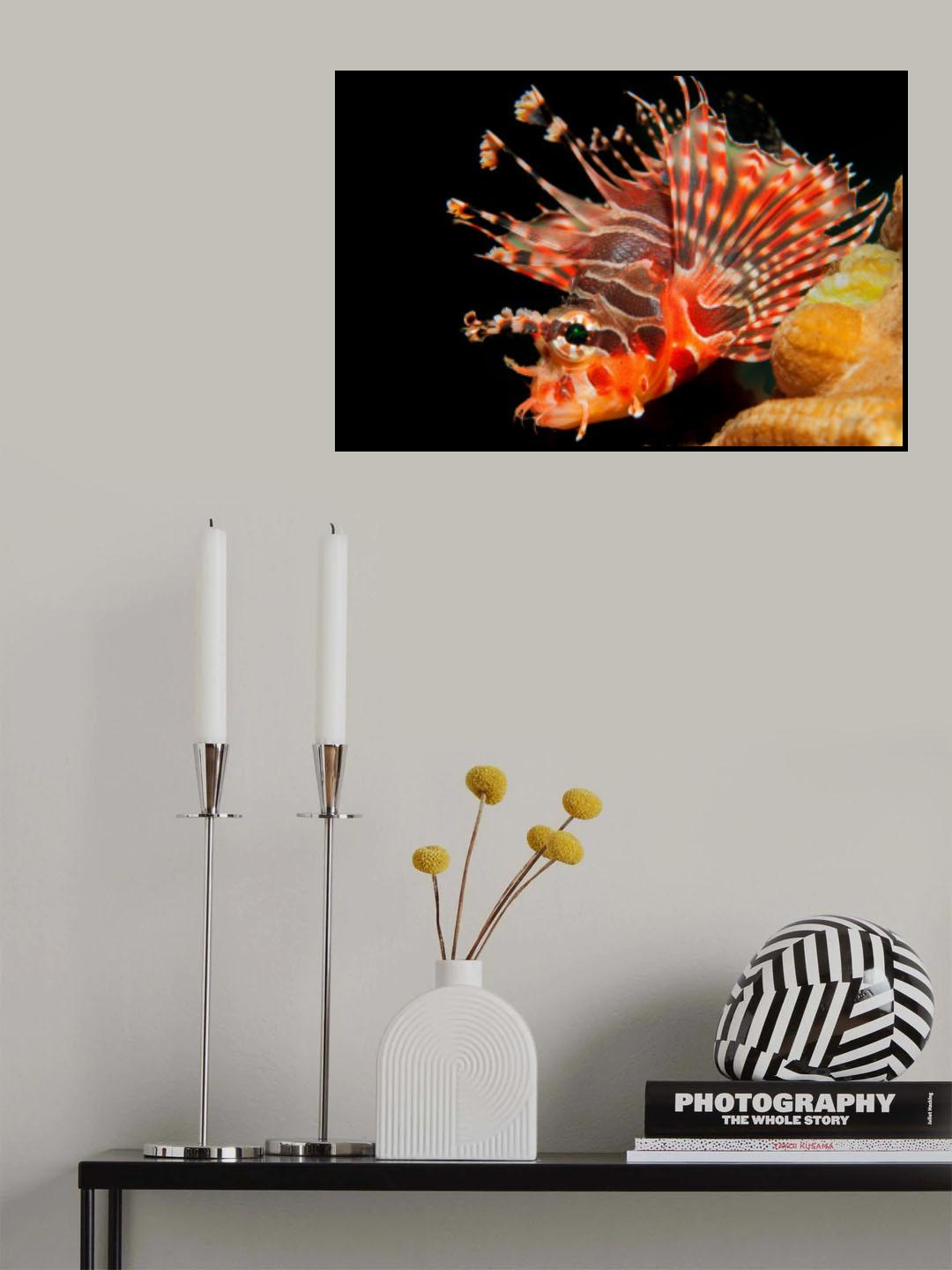Lionfish Poster och Canvastavla