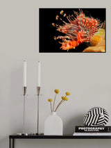 Lionfish Poster och Canvastavla