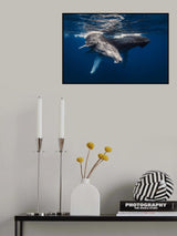 Humpback Whale family! Poster och Canvastavla