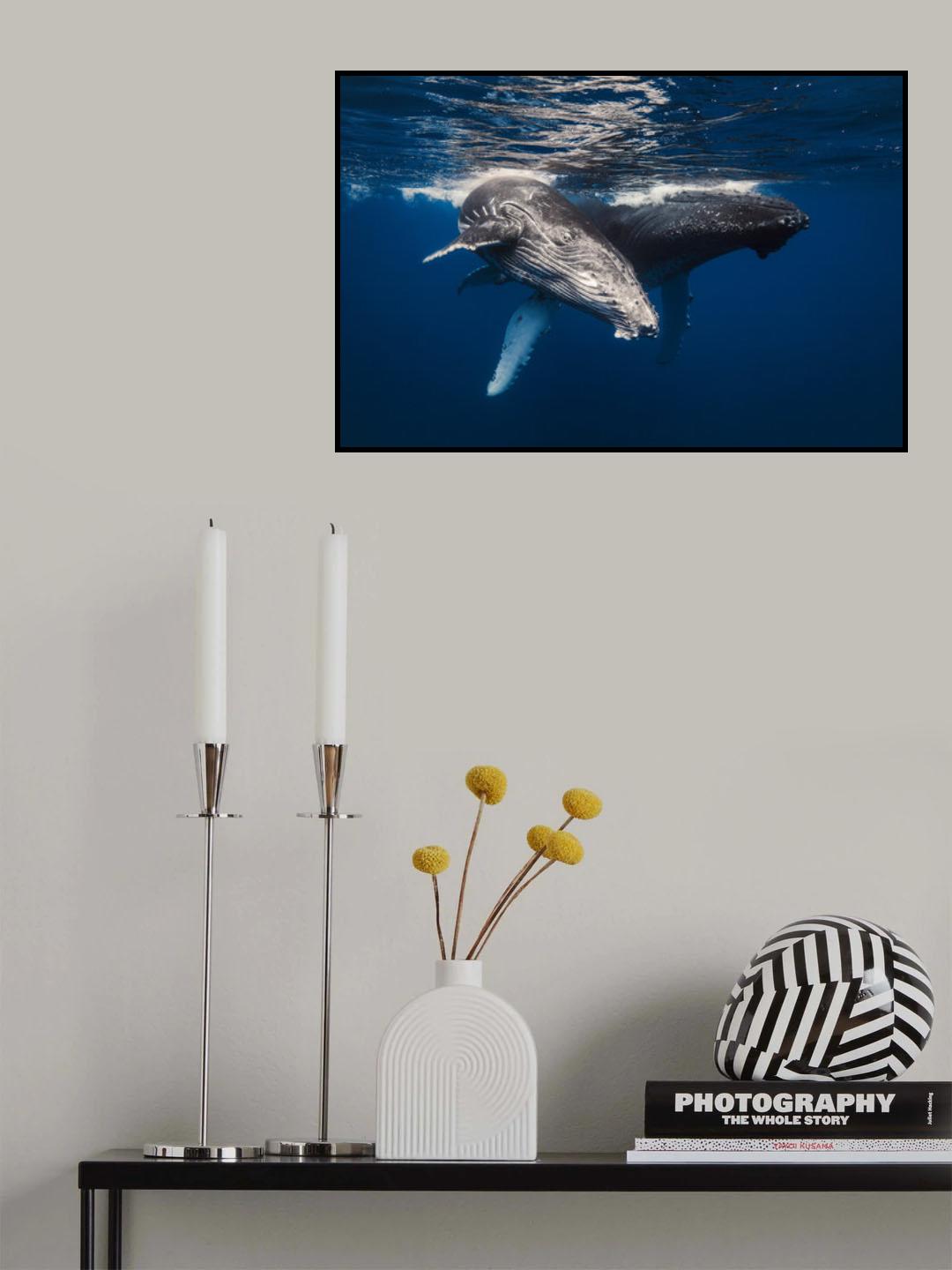 Humpback Whale family! Poster och Canvastavla