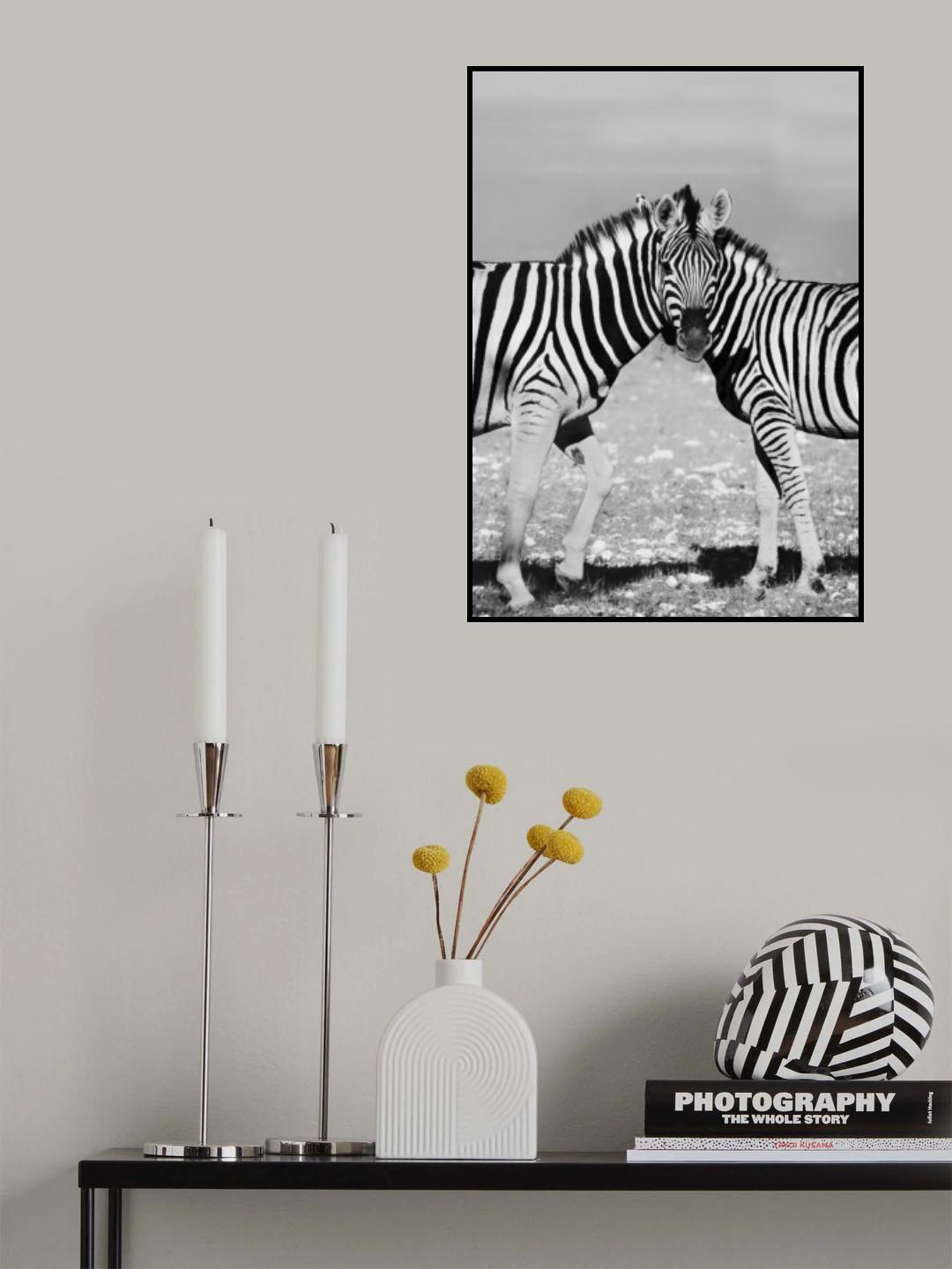 Two Zebra Poster och Canvastavla