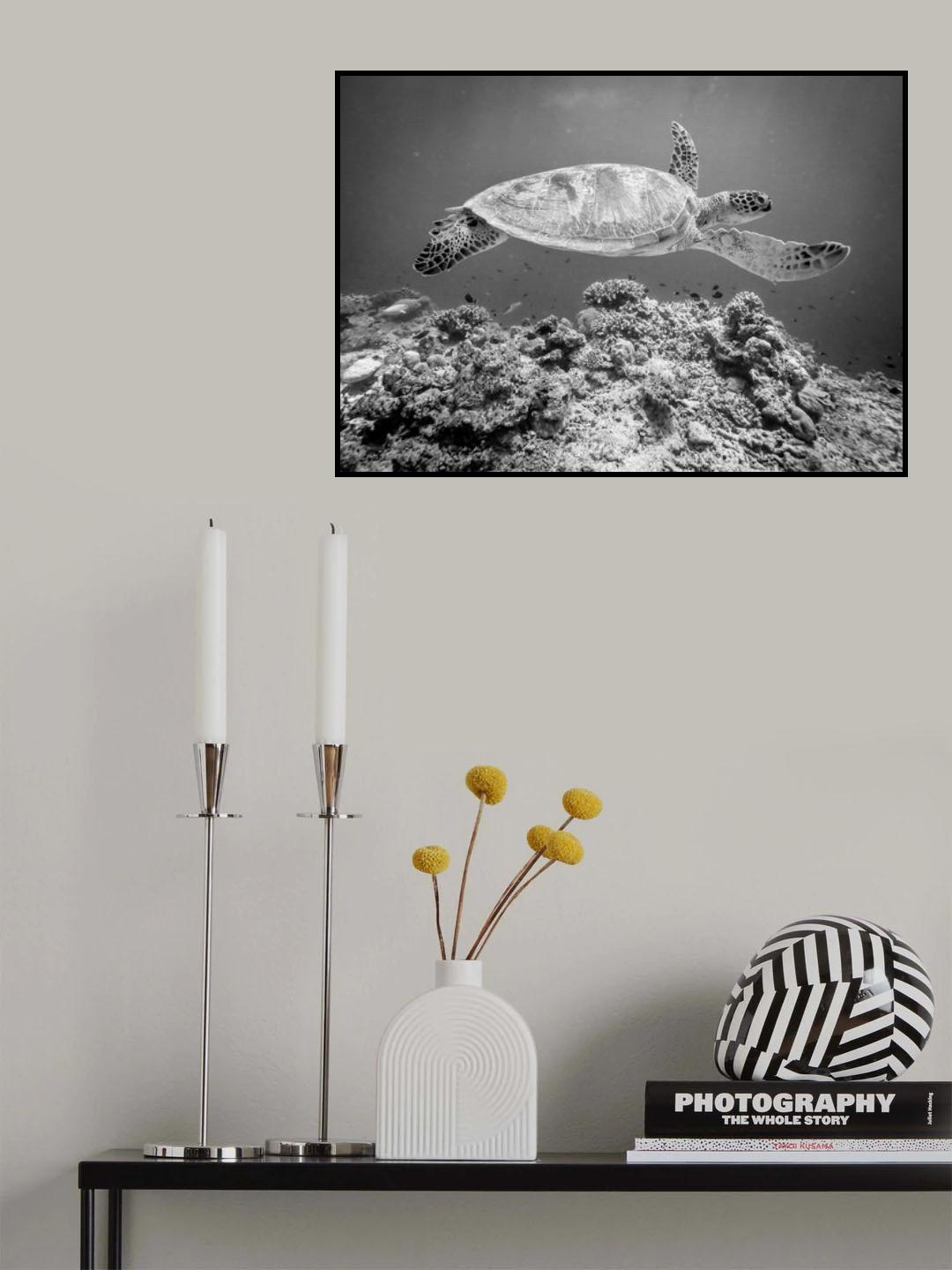 Sea Turtle at Sipadan Poster och Canvastavla