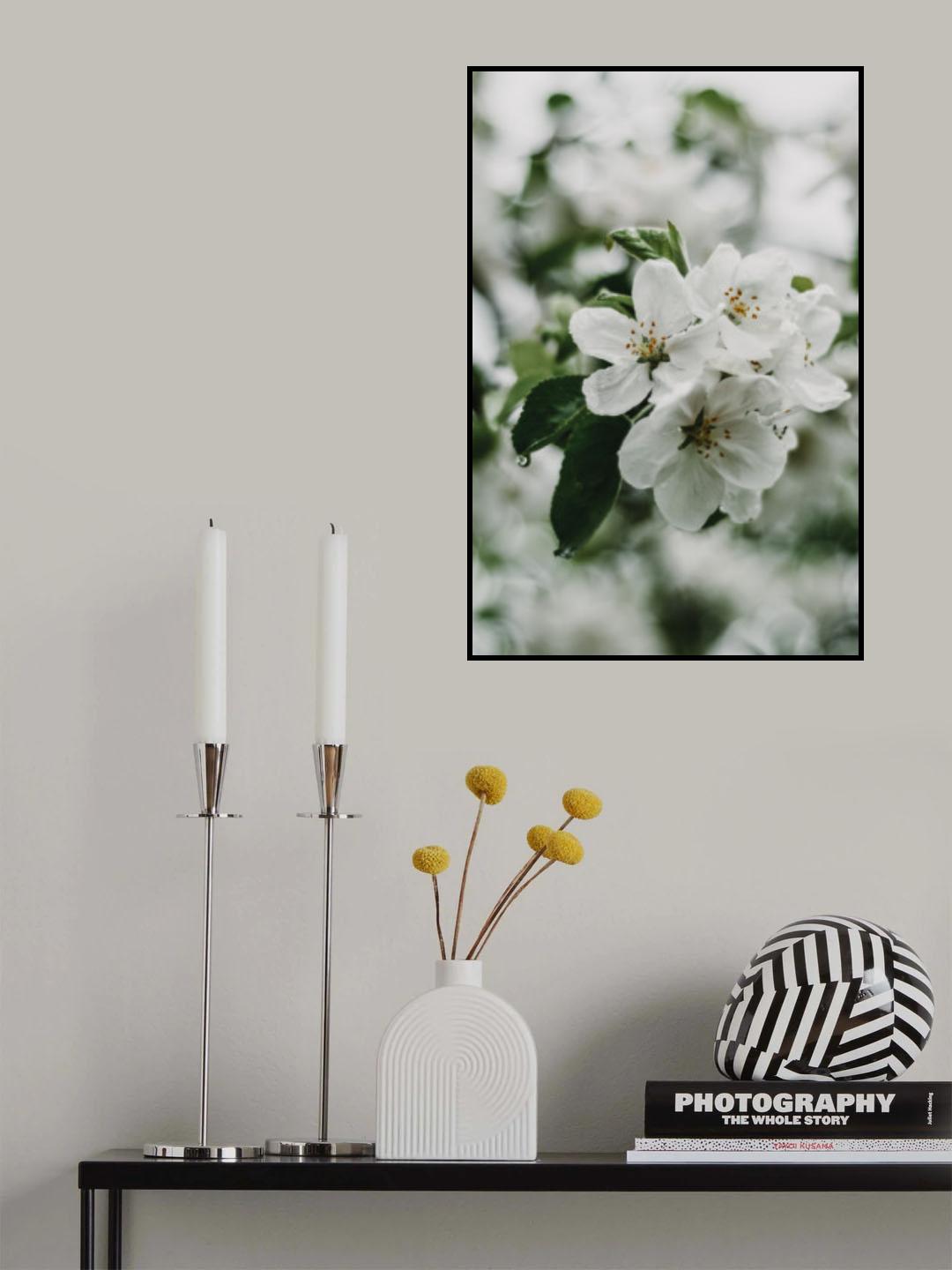 Spring Series - Apple Blossoms in the Rain 1/12 Poster och Canvastavla