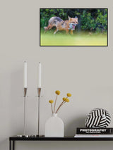 FOX Poster och Canvastavla
