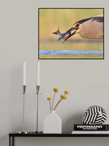 A Fish! Poster och Canvastavla