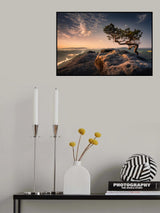 Bonsai Tree Poster och Canvastavla