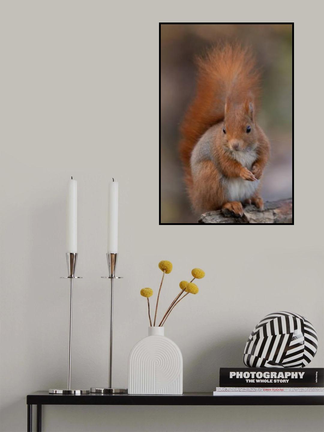 Squirrel Poster och Canvastavla