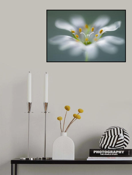Stitchwort Poster och Canvastavla