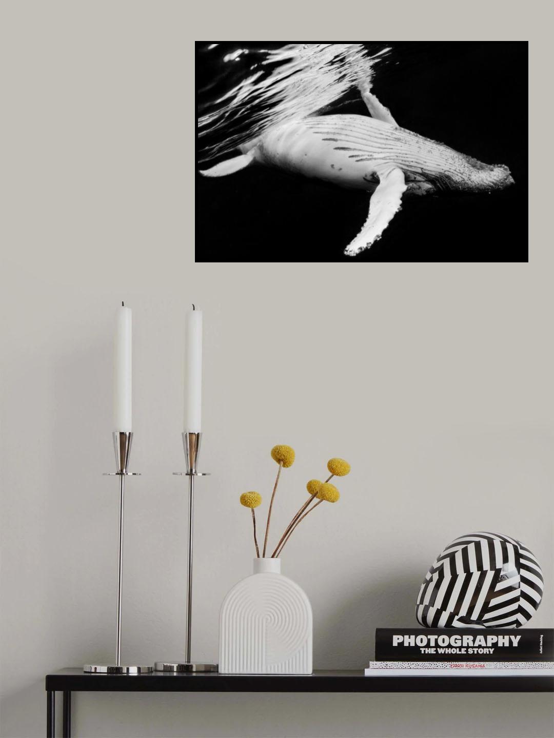 Black &amp; Whale Poster och Canvastavla