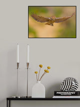 Little owl Poster och Canvastavla