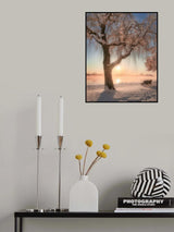 Cherry blossoms with snow Poster och Canvastavla