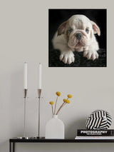 Bert Poster och Canvastavla