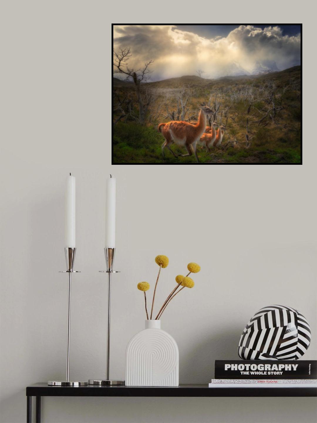 Environmental Portrait of Guanacos Poster och Canvastavla
