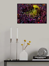 Colorful holi Poster och Canvastavla