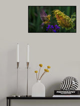 Goldfinch Poster och Canvastavla
