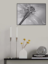 Dragonfly wings Poster och Canvastavla