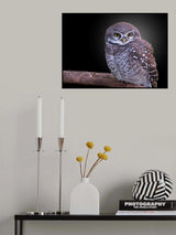 Spotted Owlet Poster och Canvastavla