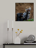 Panther versus Jaguar Poster och Canvastavla