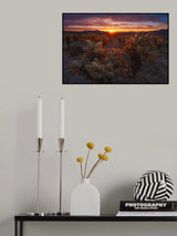 Cholla Garden Poster och Canvastavla