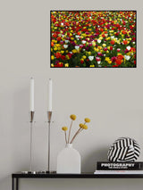 colorful tulips Poster och Canvastavla