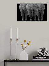 The Elephants Poster och Canvastavla