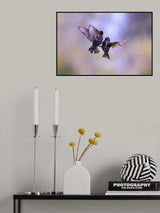 Battle for a worm Poster och Canvastavla