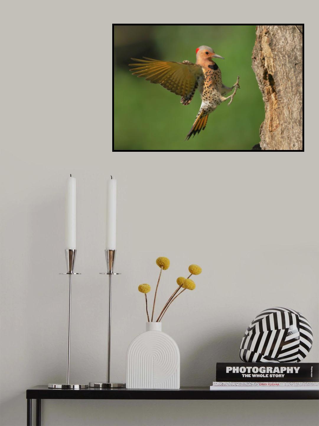 Northern Flicker Poster och Canvastavla
