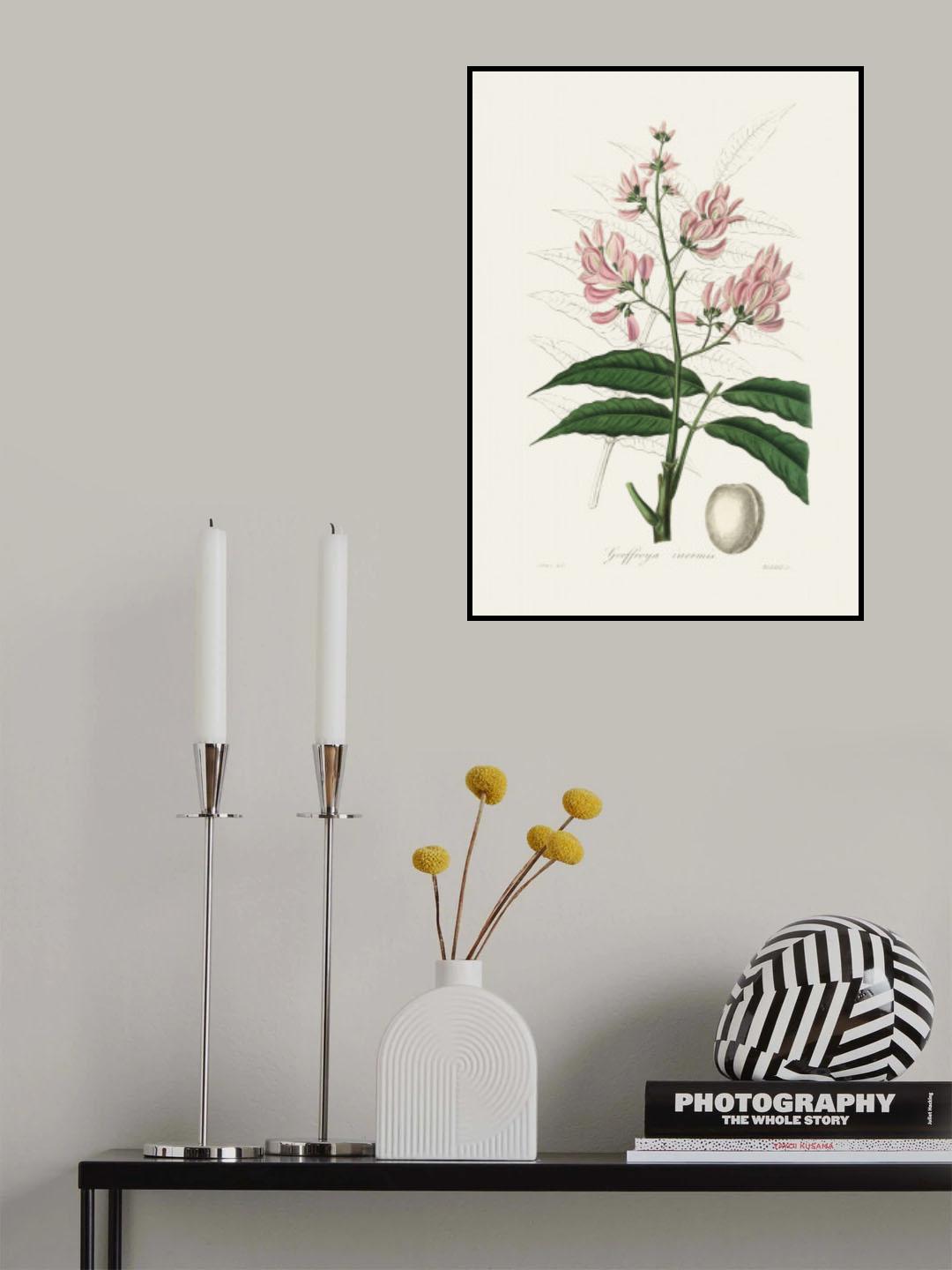 Geoffroya Inermis Medical Botany Poster och Canvastavla