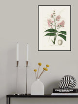 Geoffroya Inermis Medical Botany Poster och Canvastavla