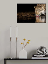 eye of the tiger Poster och Canvastavla