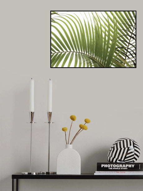 Palm Leaves Foliage Photo 02 Poster och Canvastavla