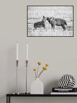 Hyena I Poster och Canvastavla