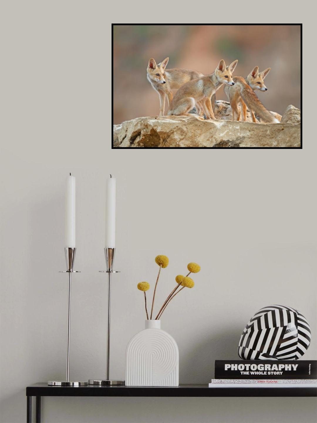 FOXES. Juveniles Poster och Canvastavla